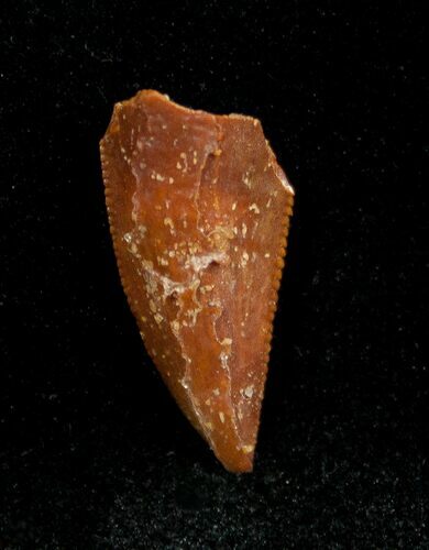 Inch Dromaeosaur Tooth From Morocco #1338